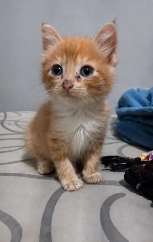 Filhote de gato