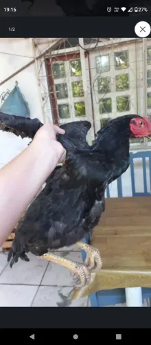 Galos caipiras