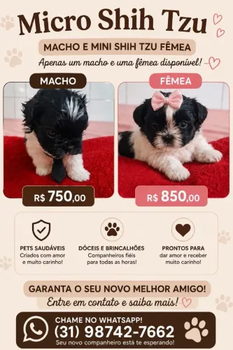 Filhote mini shitszu