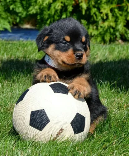 Rottweiler Beleza, inteligência e afeto em um só cachorro