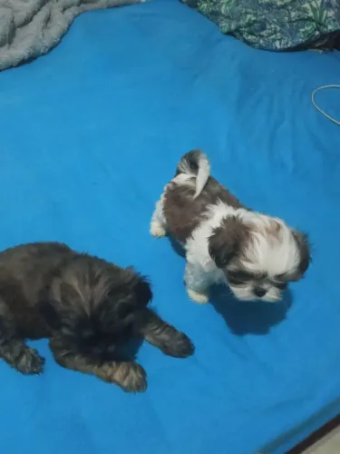 Cachorro ?
