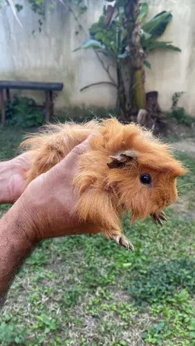 Porquinho peruano 
