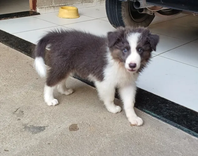 Filhote de Border Collie