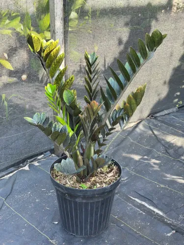 Zamioculca preta