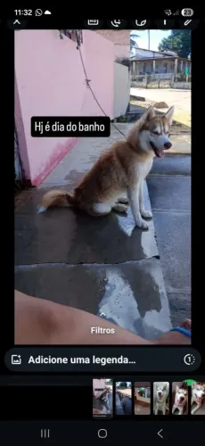 Vendo filhotes de Husky siberiano 
