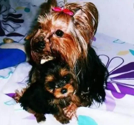 Mine filhotes de Yorkshire macho e fêmeas aceito cartões 