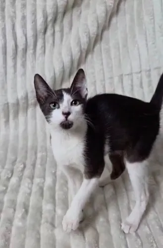 Gatinho filhote disponível para adoção responsável
