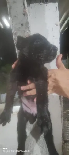 Pastor belga preta fêmea 