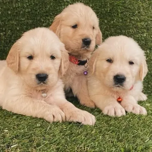 Filhotes de Golden Retriever | Patinhas que espalham ternura.