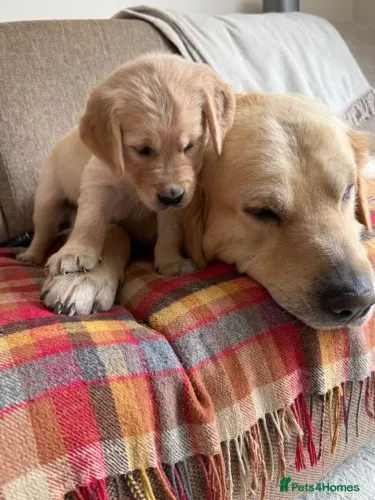 Filhotes saudável Golden Retriever