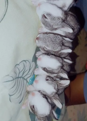 Filhotinhos de coelhinho ?