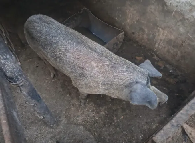 Leitão