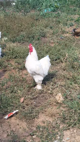 Galo Ornamental Brahma Whithe