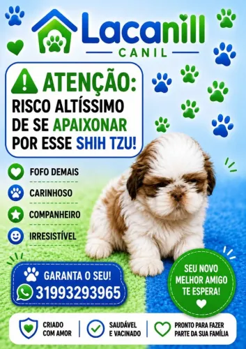 Shuitzu disponível. Shuitzu para reserva. Rottweiler para reserva..