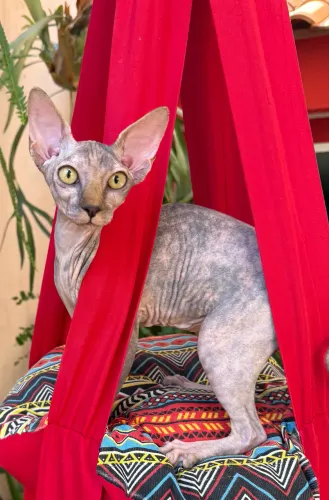 Filhote Sphynx
