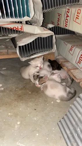 Gatinhos para doação