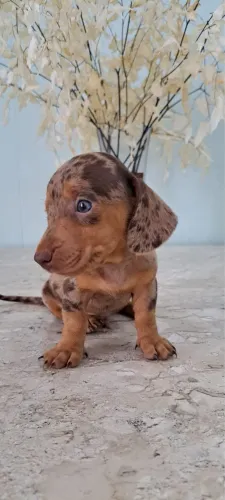 Dachshund arlequim chocolate (Basset salsicha Cofap teckel)