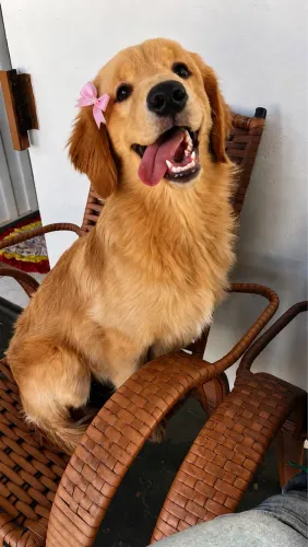 Golden 