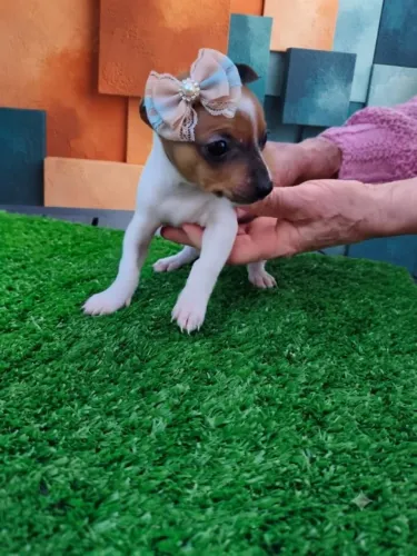Pinscher Companheira Perfeita