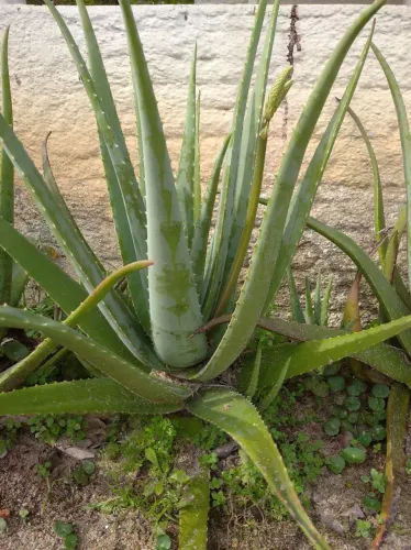 Babosa - Jardim e Decoração