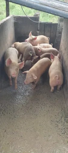 Porcos Caipira diversos tamanhos