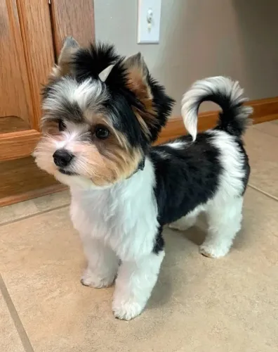 Lindos Cãezinhos Prontos para Nova Família