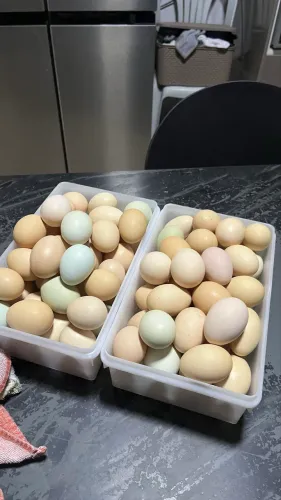 Ovos caipira selecionados