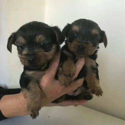 Peça mais fotos , poodle 