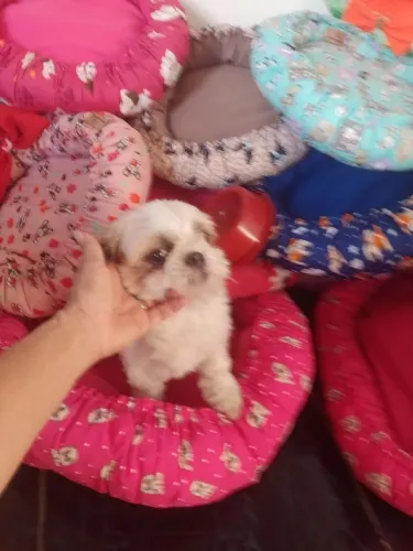 Vendo camas de Pet ?