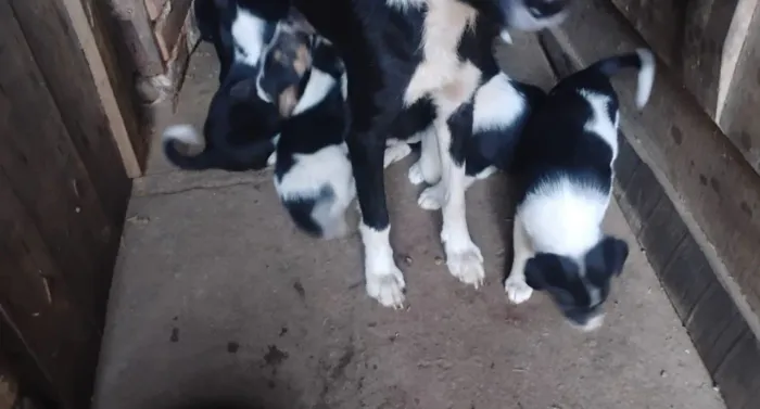 Border collie 