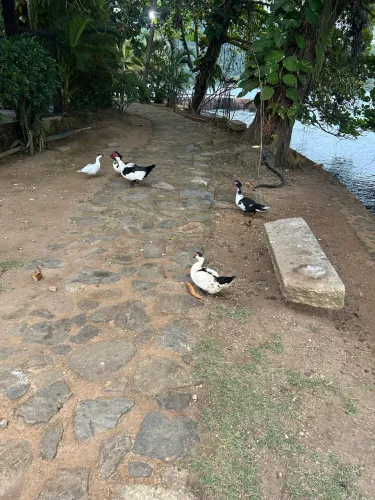 Patos a preço de frango