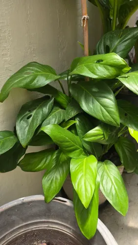 MUDAS DE PLANTAS | Maranta | Lambari Variegata | Aglaonema | Jiboia | Amarílis | Moreia