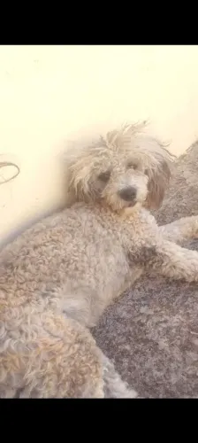 Doação responsável Poodle Toy