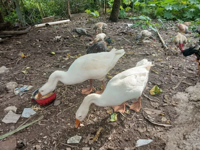Casal de gansos jovem