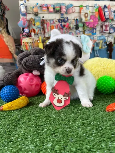 Chihuahuainha macho branco e chocolate pelo longo