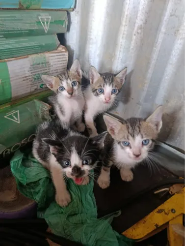 Doação de filhotes