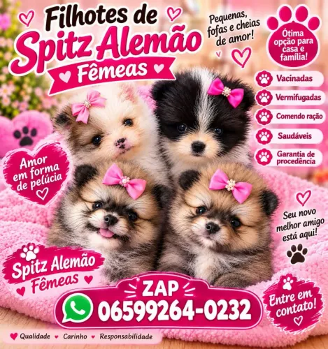 Spitz alemão femeas 