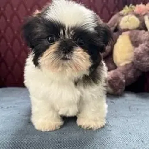 Shih Tzu,Shih Tzu Filhote Saudável Excelente Companhia