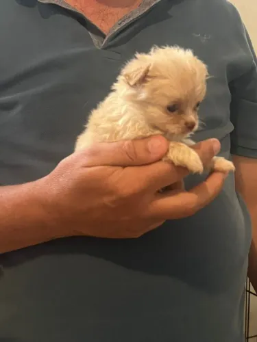 Chihuahua miniatura muito pequeno 