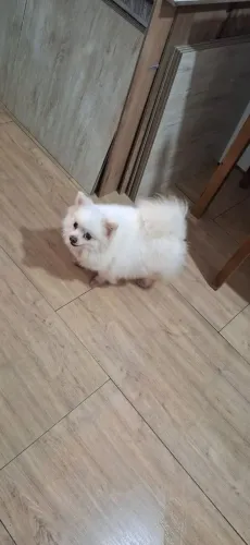 Fêmea lulu da Pomerânia