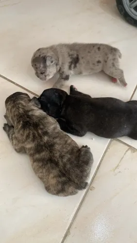 Filhotes de Bulldog alto padrão fêmeas e machos com e sem pedigree 