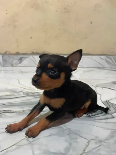 Pinscher 0