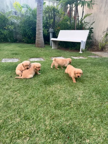 Filhotes Golden