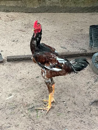 Frango Mestico De Índio Gigante
