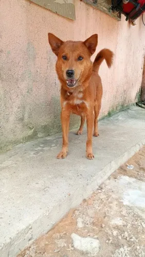 Doando cachorro pra sitio