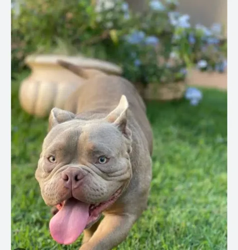 400 Reais, * ZAP Vendo um American bully macho com 7 meses, também aceito rolo