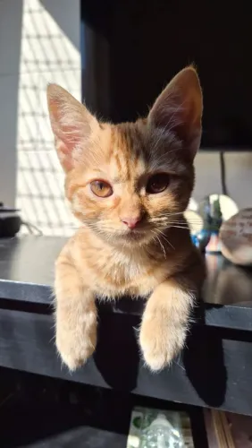 Gatinhas bebês 3 meses, lindas e dóceis