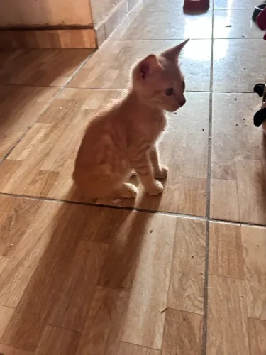 Gatinho macho com 4 meses