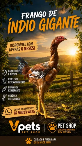 Frango de índio gigante 