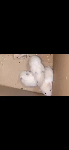 Vendo filhote de hamster da raça sirio apenas com 15 dias de vida ótimo pet